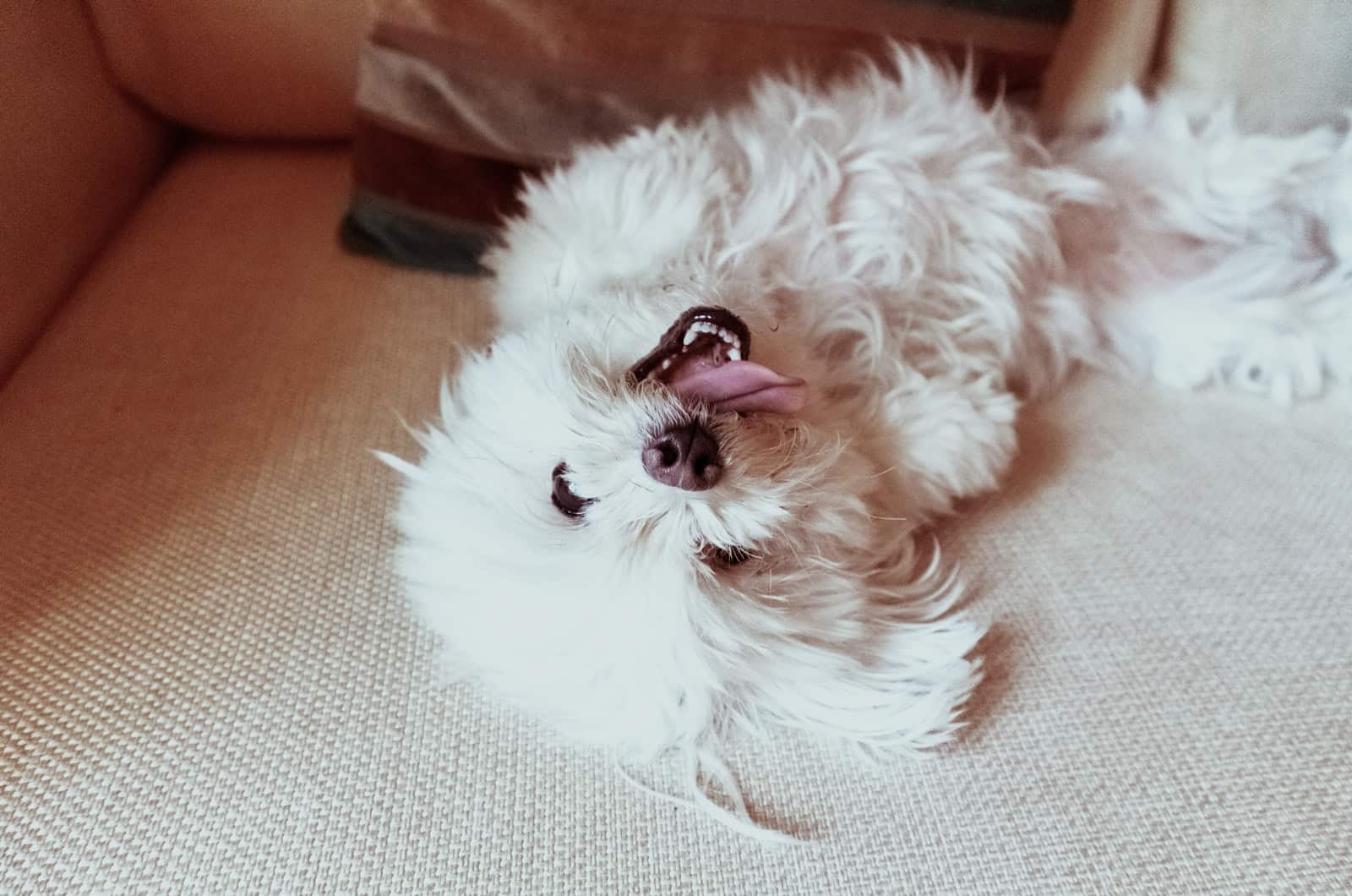 maltese dog lying down