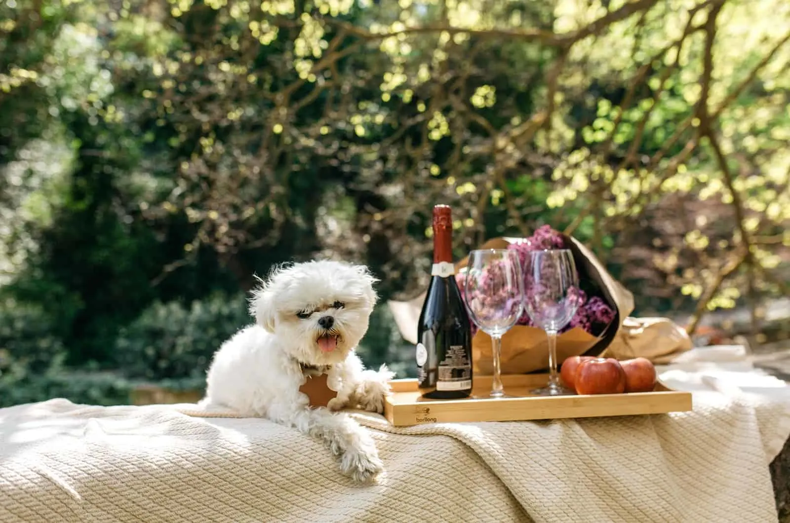 maltese posing next to champagne and glasses