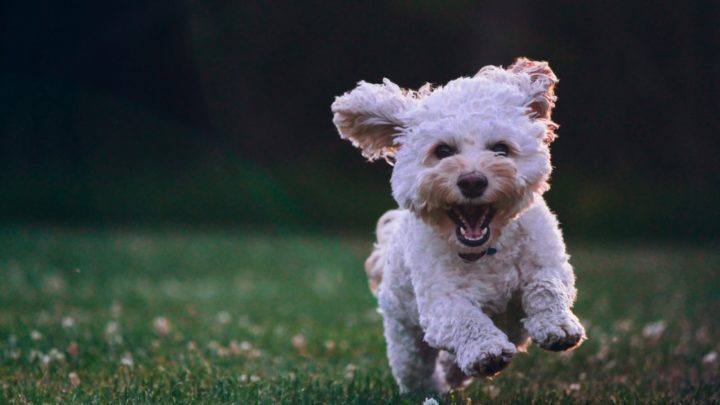 Maltese Chihuahua Mix: A Complete Guide To The Malchi Dog