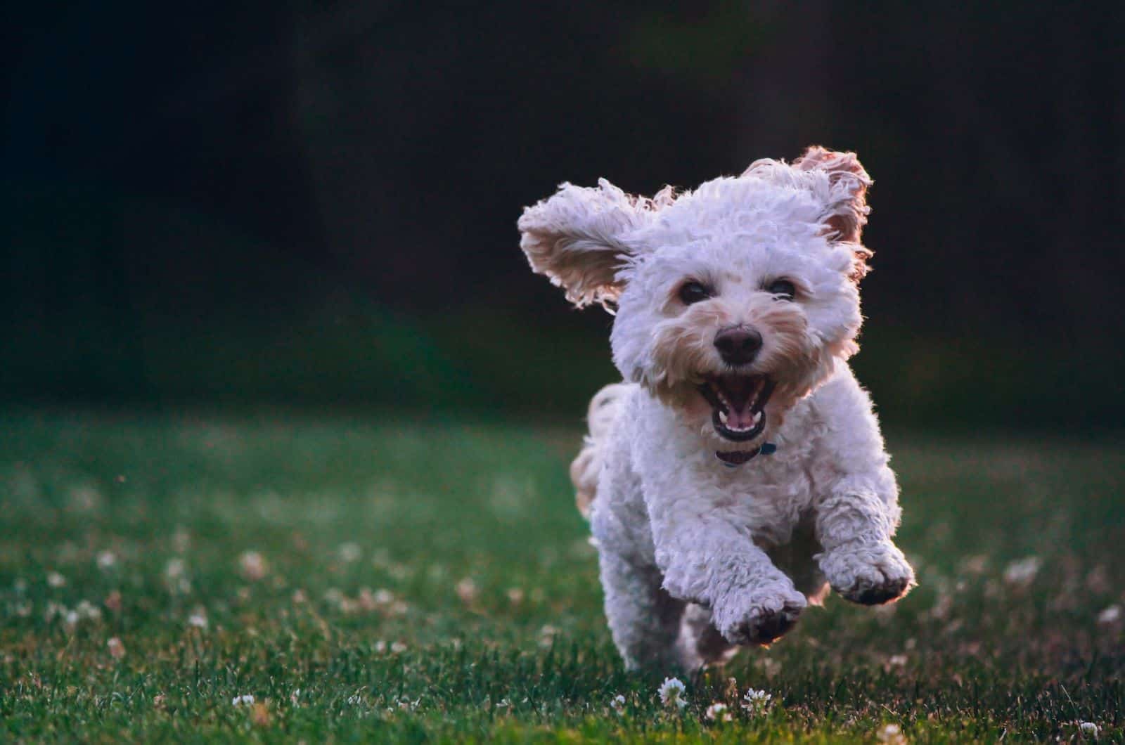 maltese puppy running