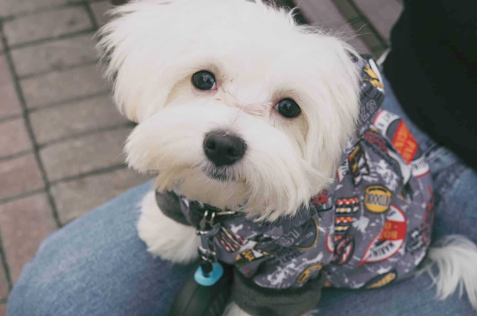 maltese wearing clothes