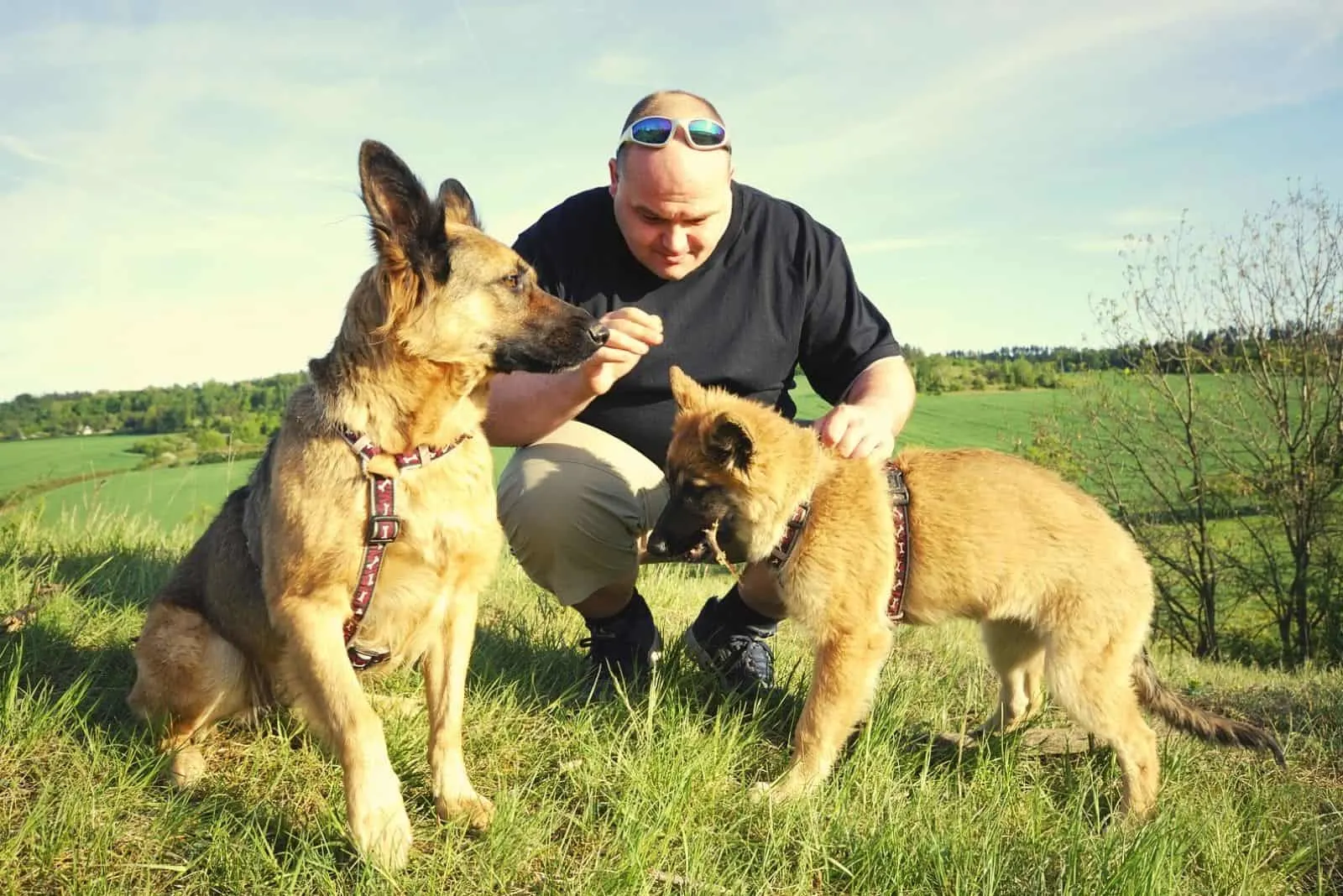 man with german shepherds with isabella color puppies