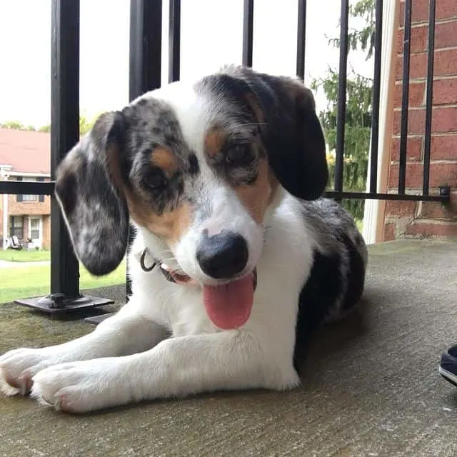 merle beagle corgi mix relaxing in the porch