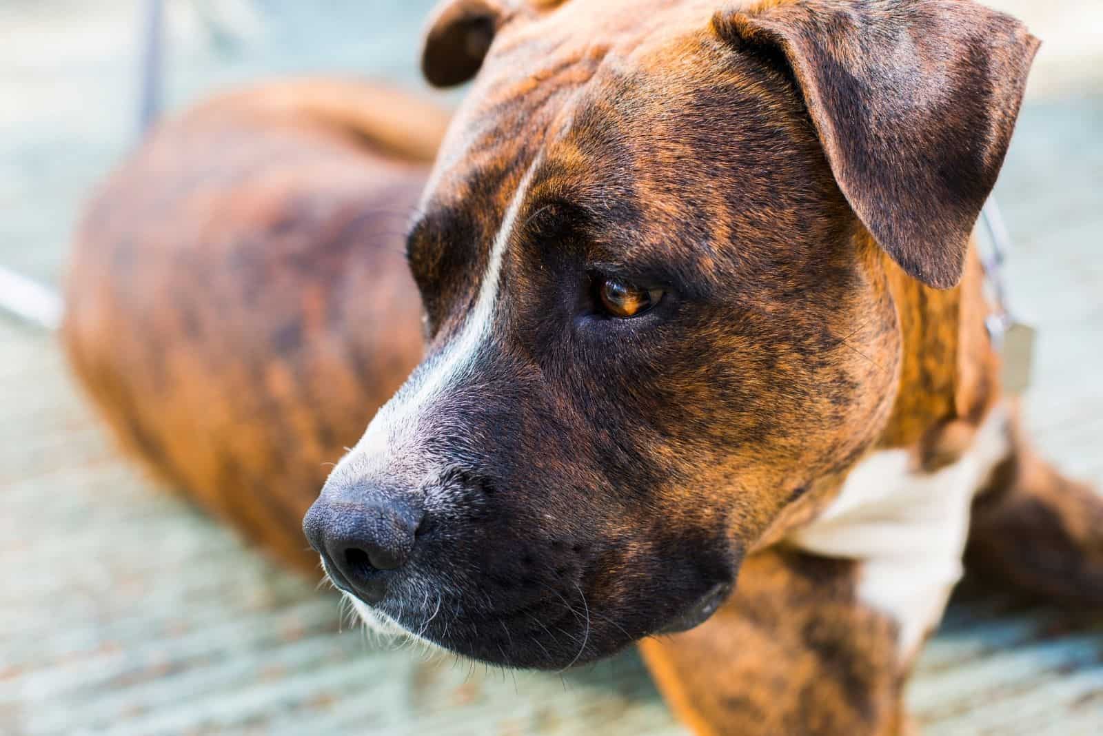 mix pitbull dog in close up photography