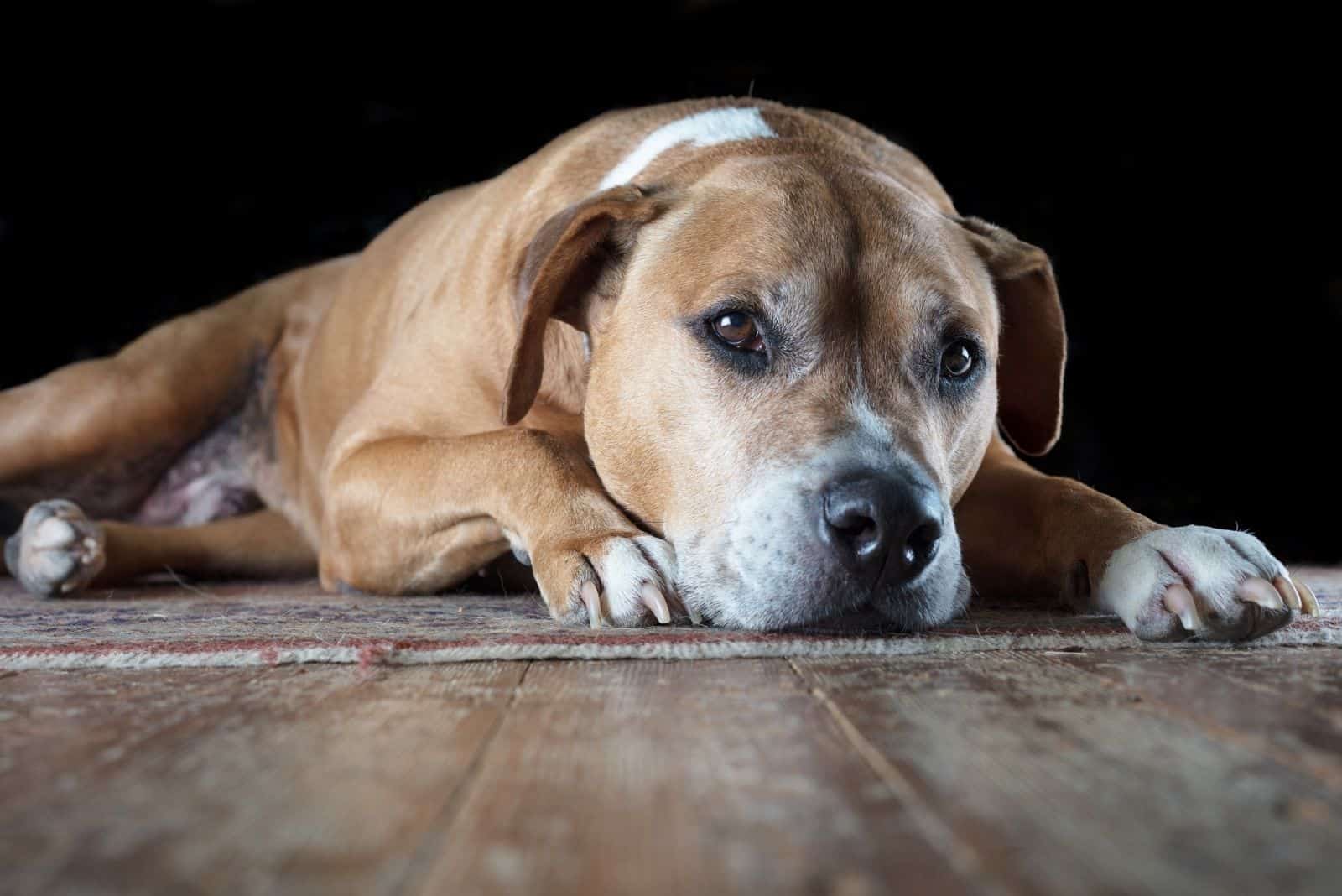 mixed pitbull dog lying down on the wooden floor