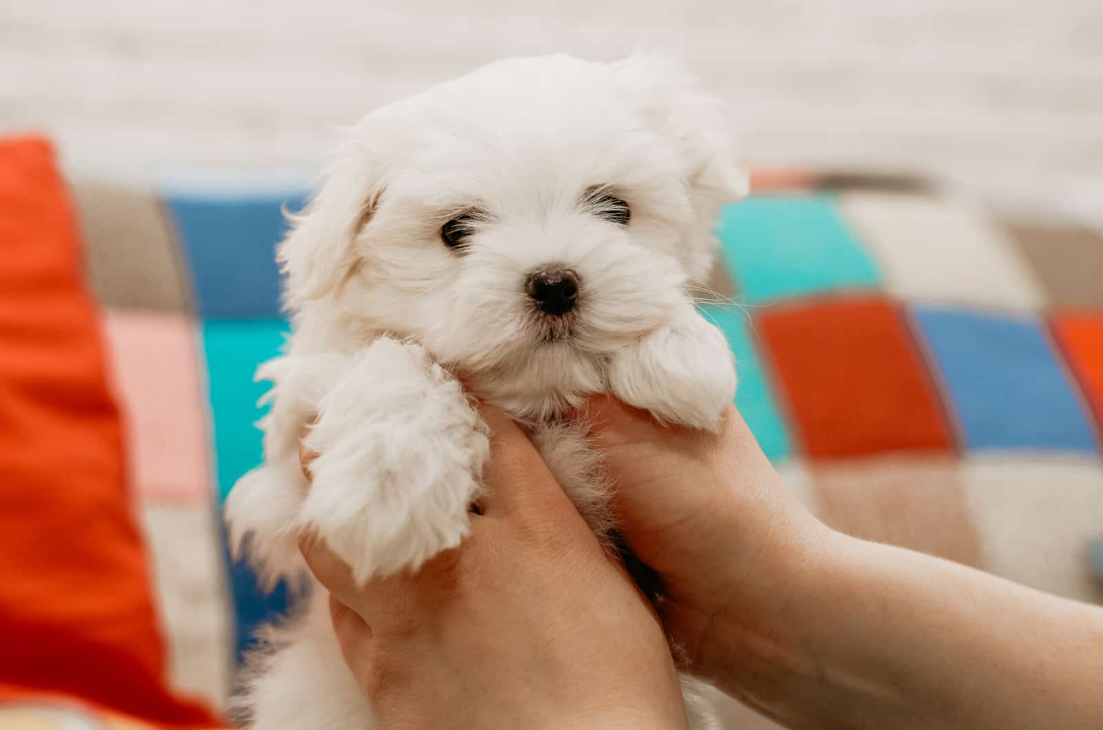 person holding their maltese puppy