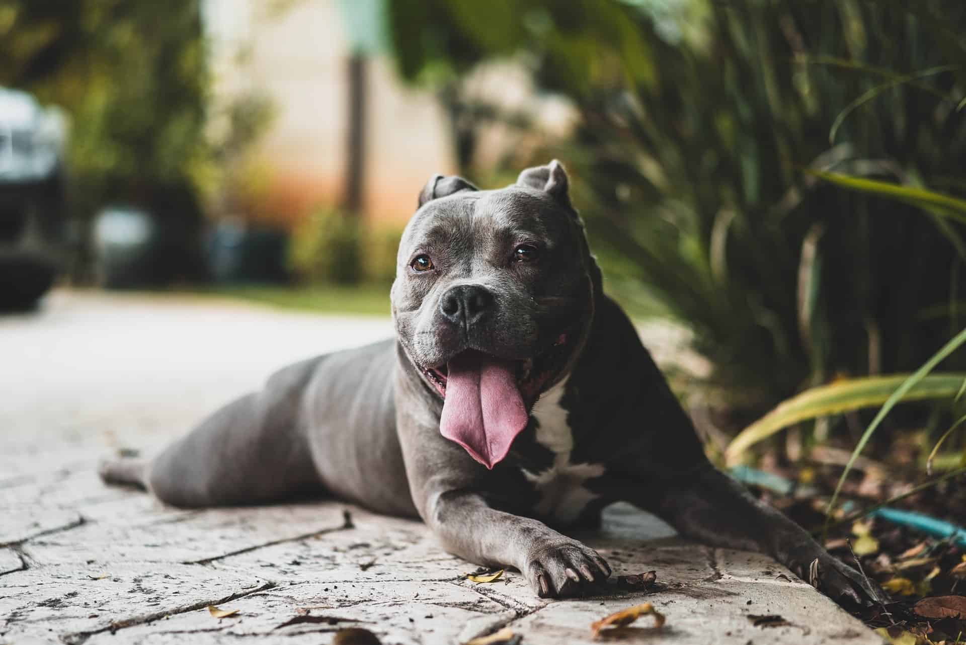 pitbull dog sitting