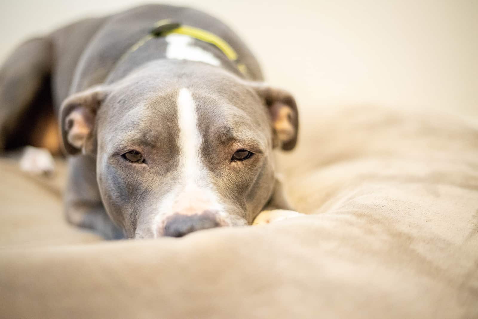 pitbull napping