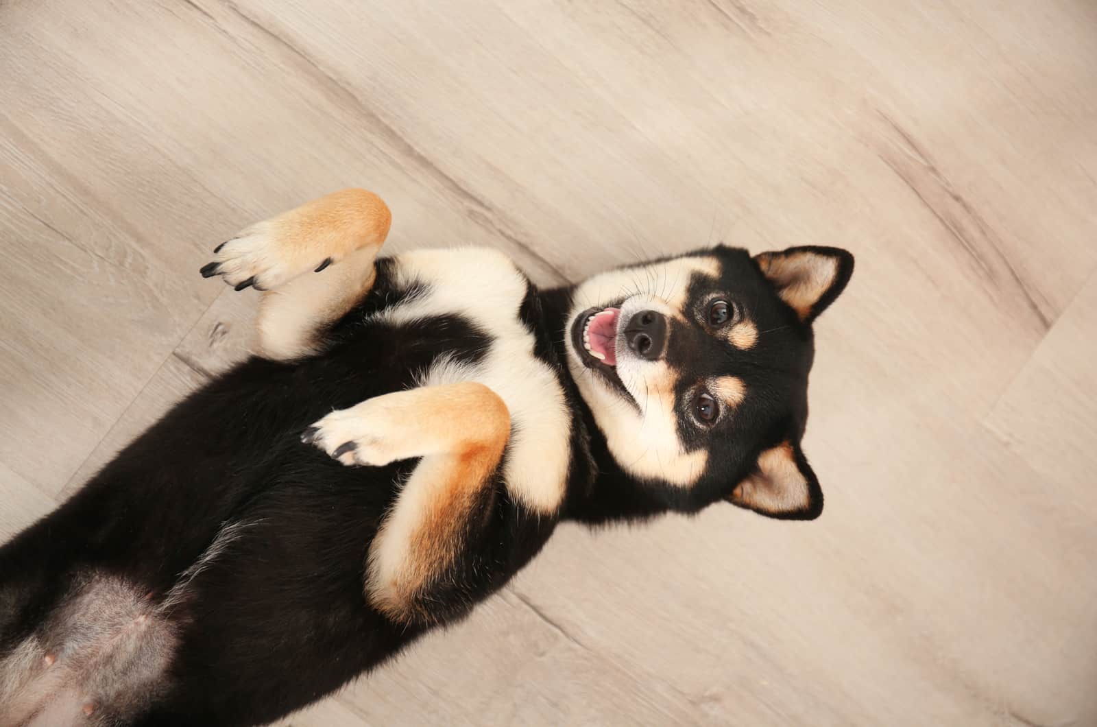 playful black shiba inu puppy