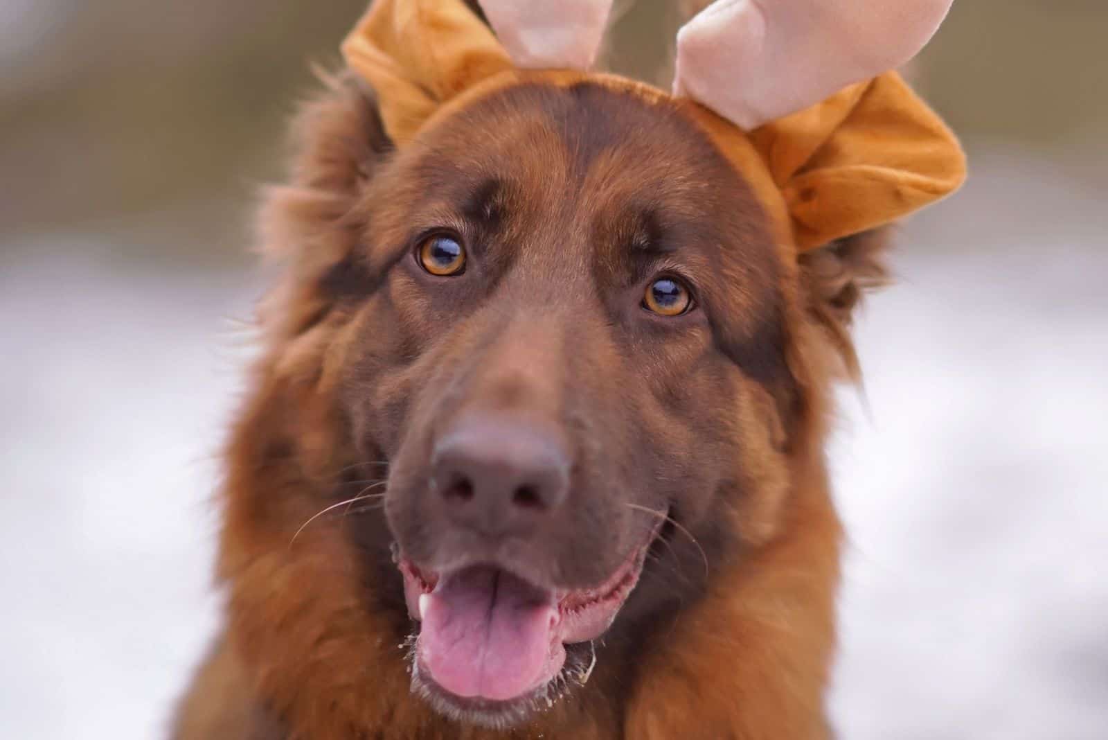 portrait of a funny long-haired GSD posing outdoors with a plush deer horns headband on its head in winter forest