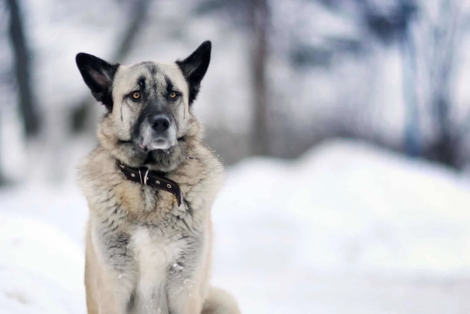 portrait of german shepherd dog standing in the snowy forest