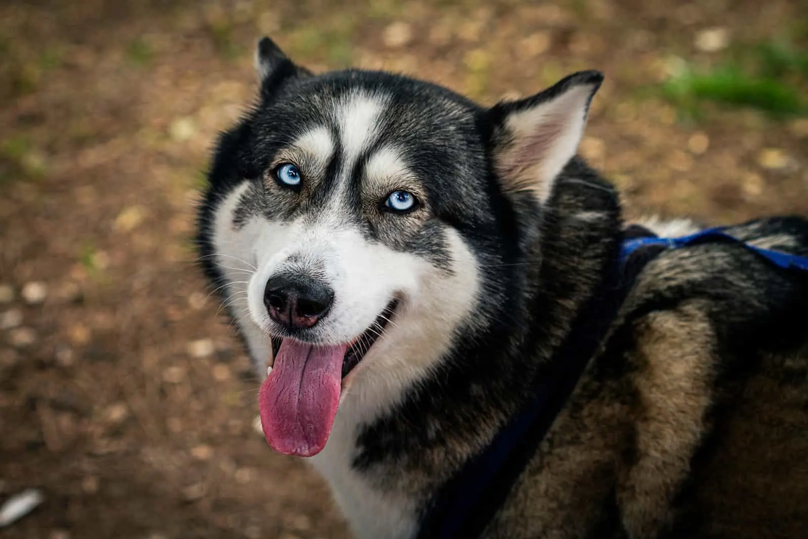 portrait of the head of a dog of the Husky breed