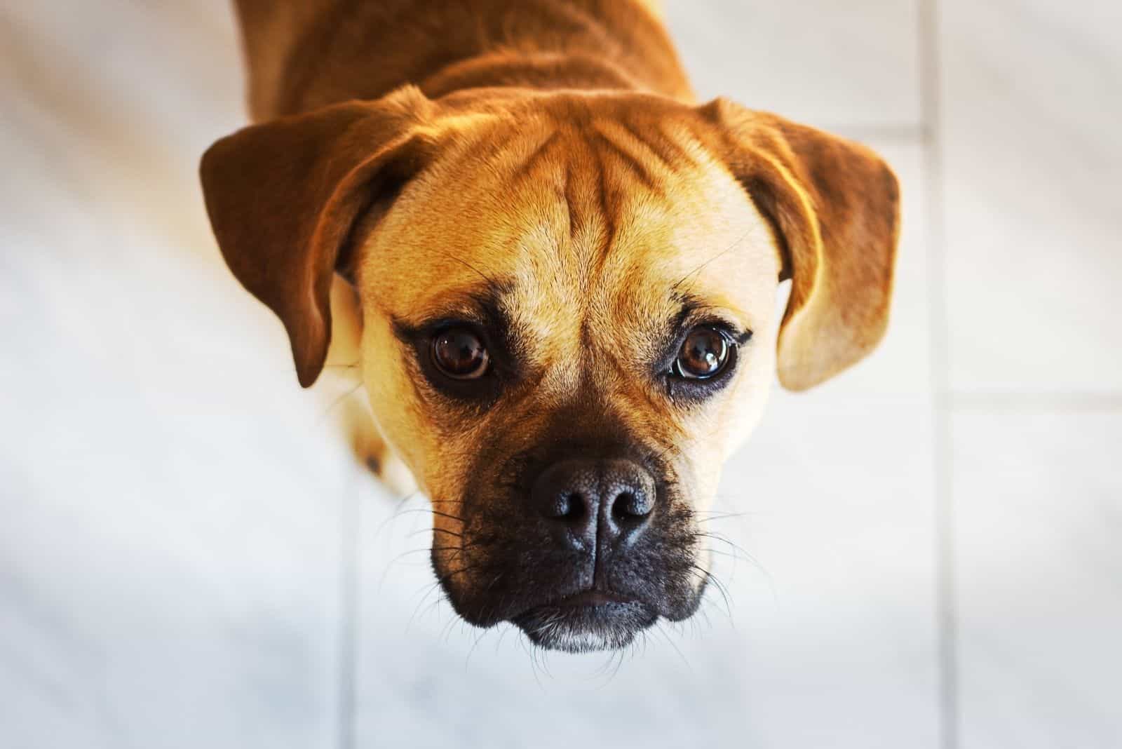 pug mix dog in cropped image looking up at the camera