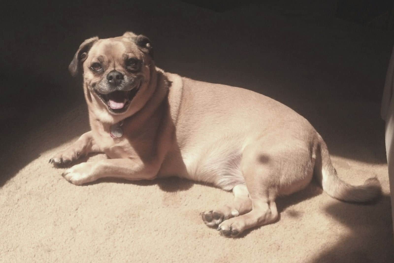 pug mix dog laughing lying down with lights on 