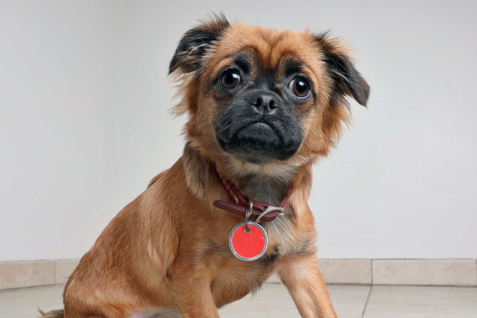 pug mixed corgi dog standing and waiting for adoption