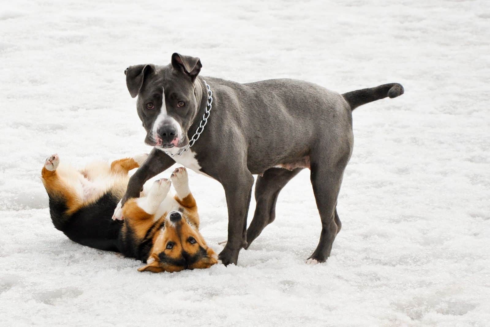 puppy pals playing in the snow 