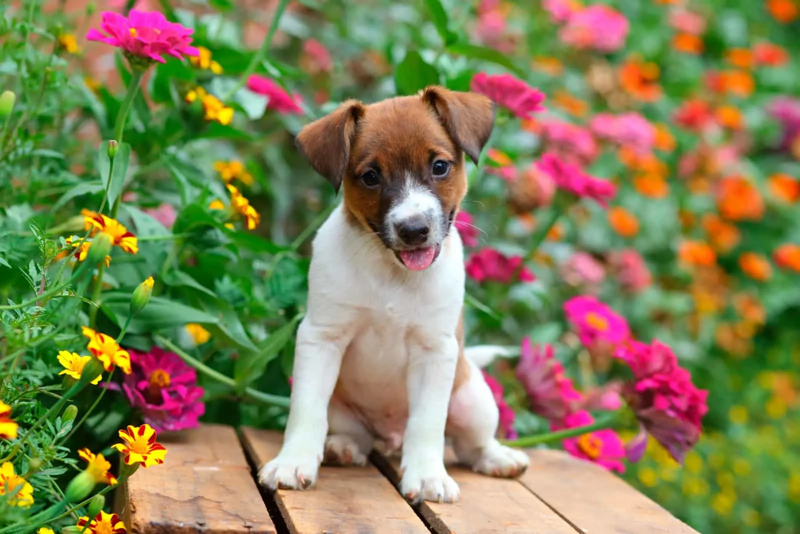 puppy sitting on old wooden crate in a garden full of colorful flowers
