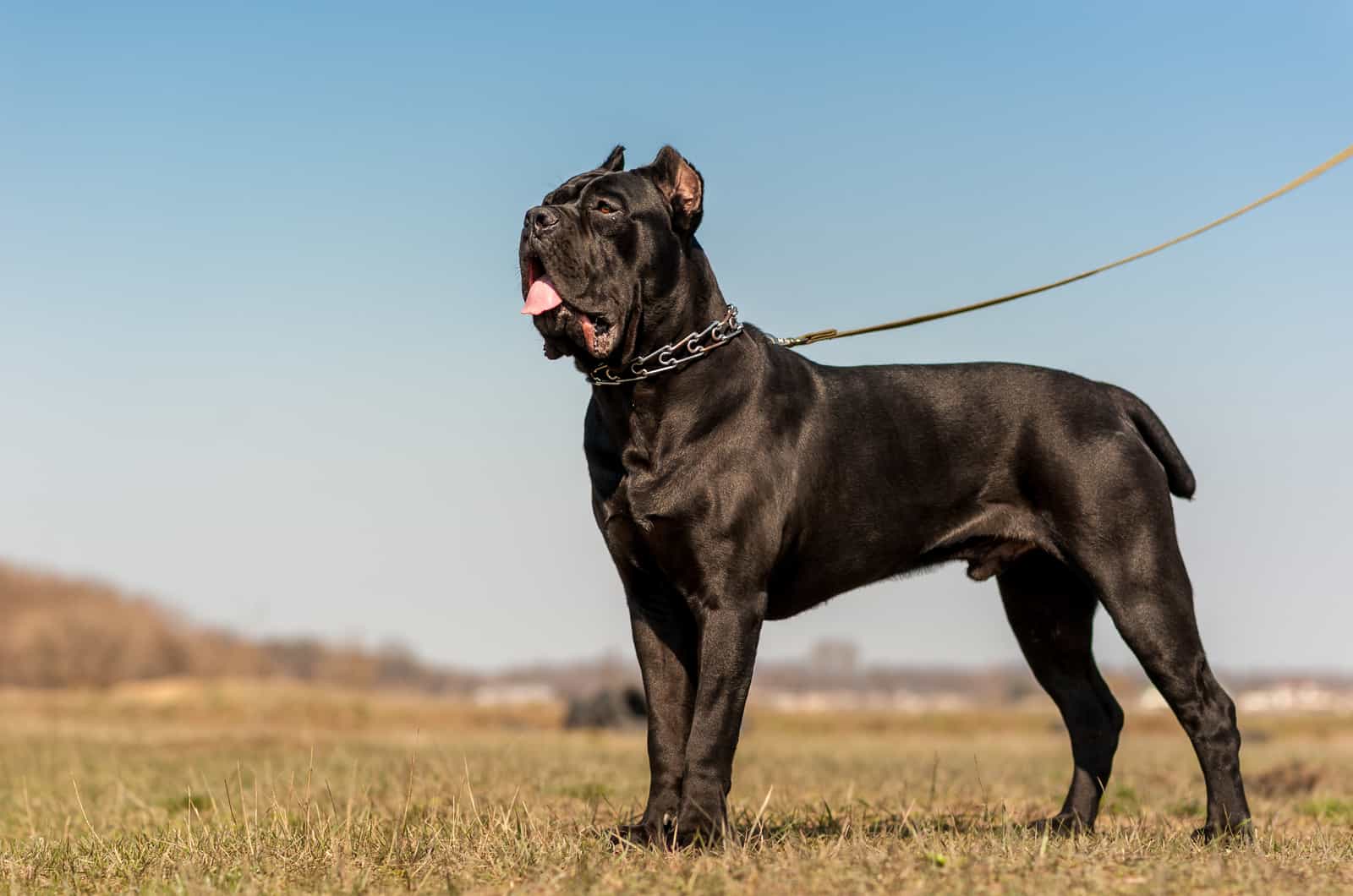 purebred cane corso standing