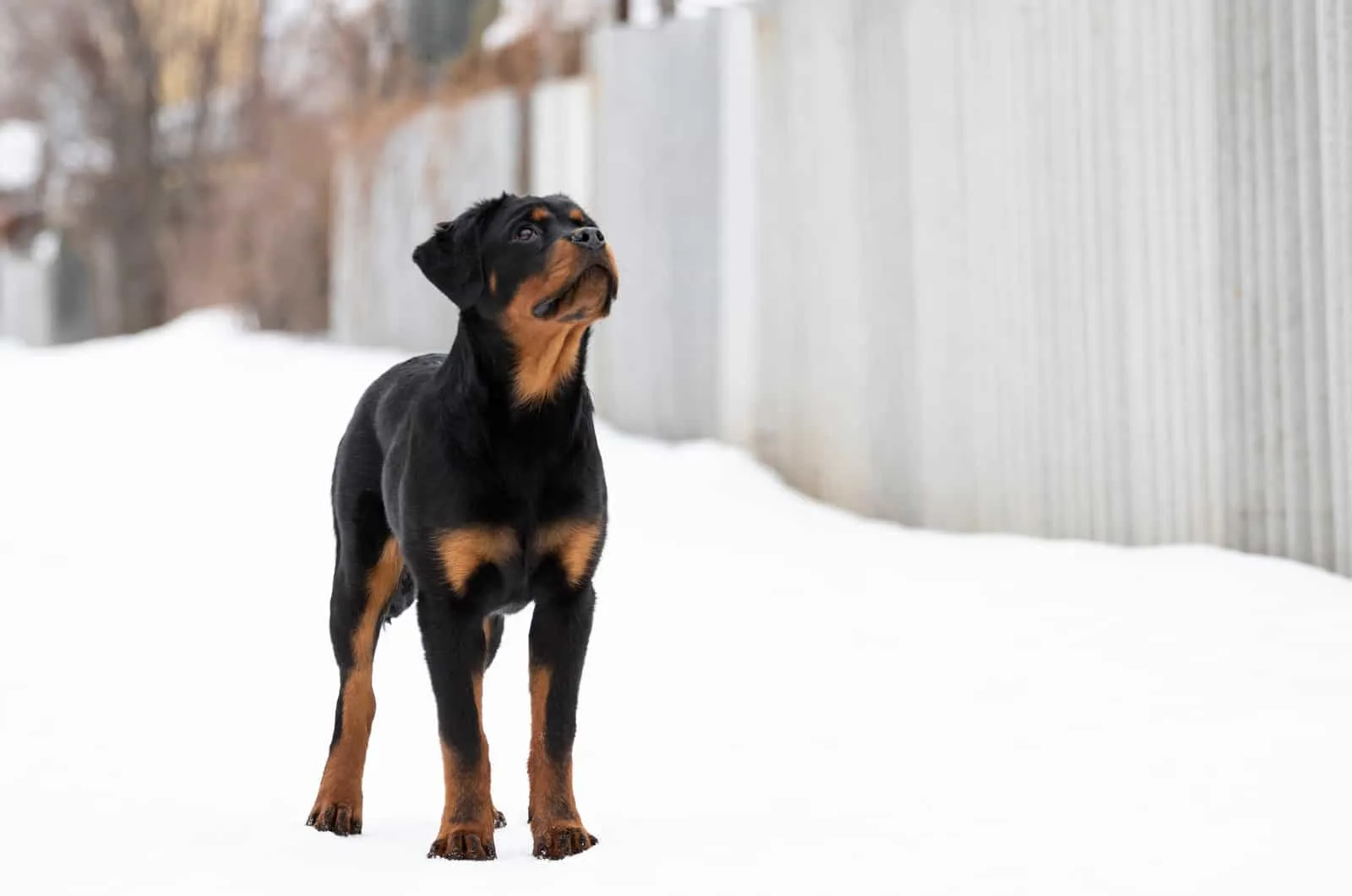 purebred rottweiler standing in snow