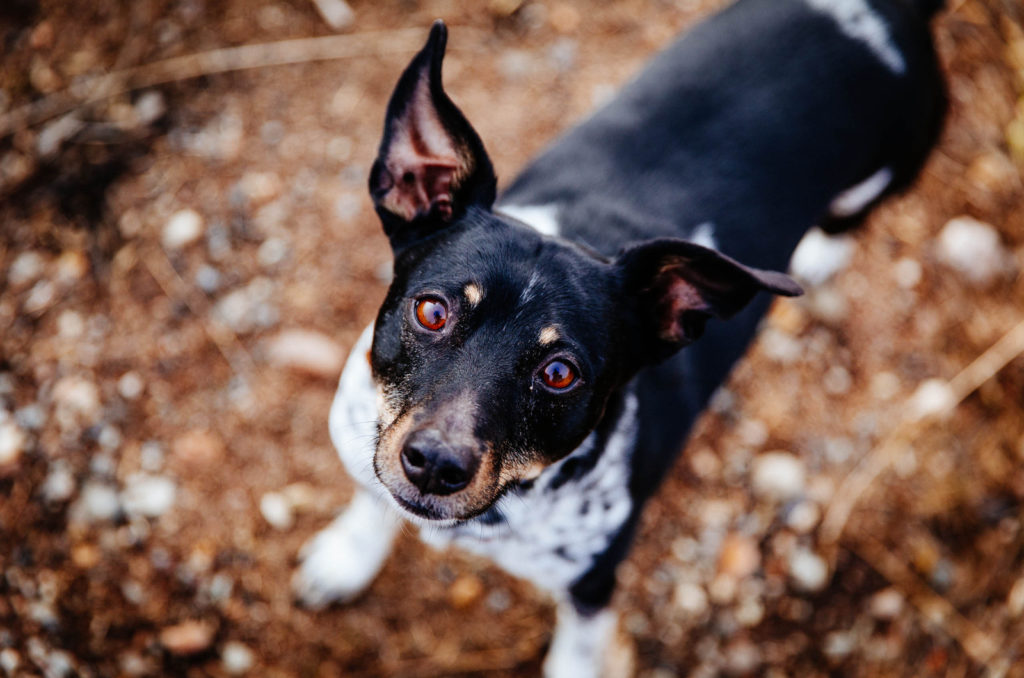 Toy Rat Terrier A Small Dog With A Huge Energy Bar