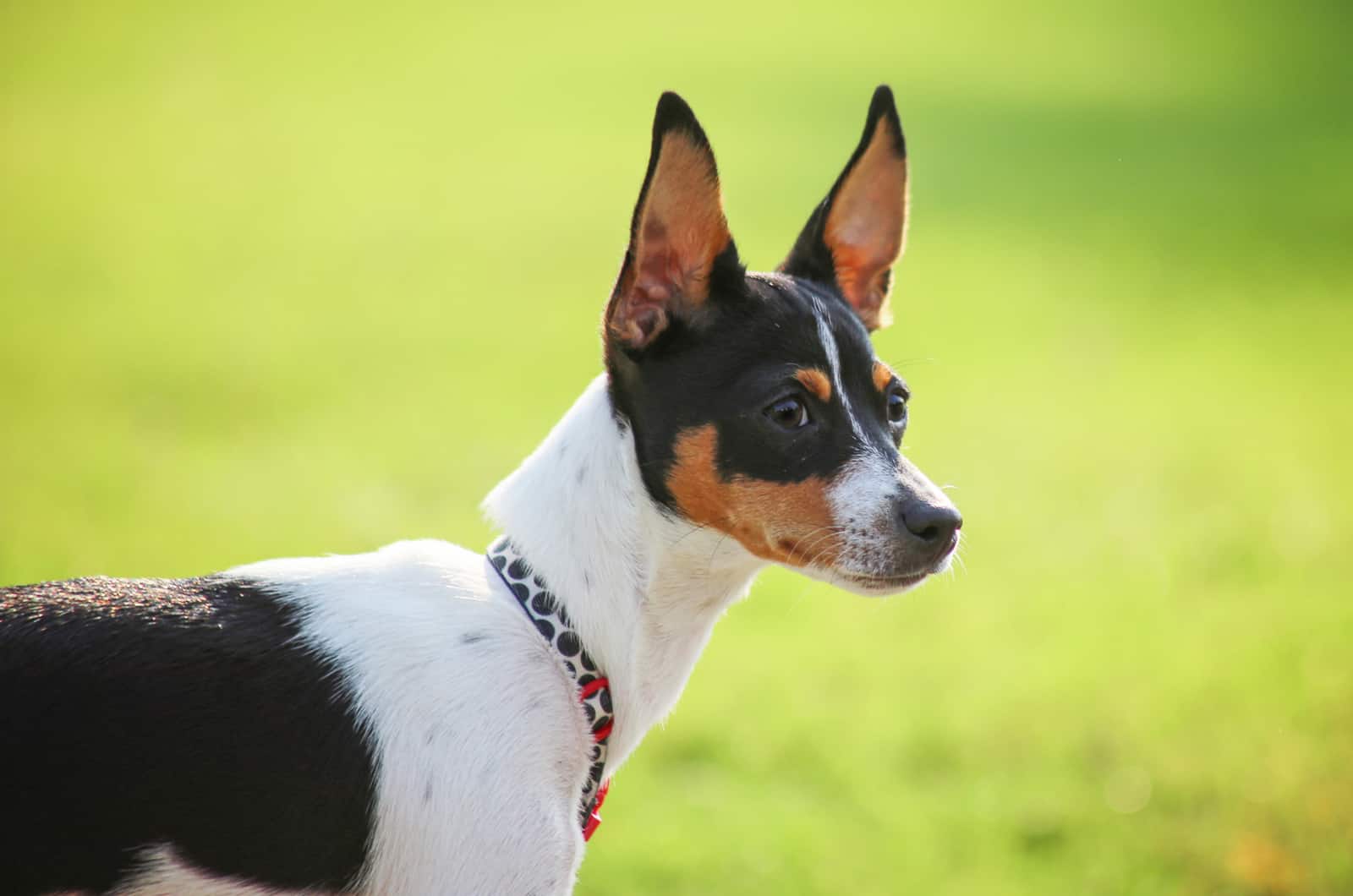 Toy Rat Terrier A Small Dog With