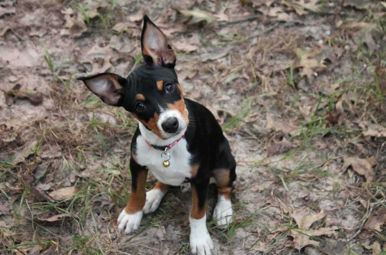 rat terrier dog among leaves