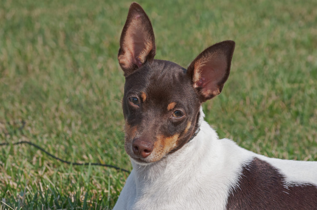 Toy Rat Terrier A Small Dog With A Huge Energy Bar
