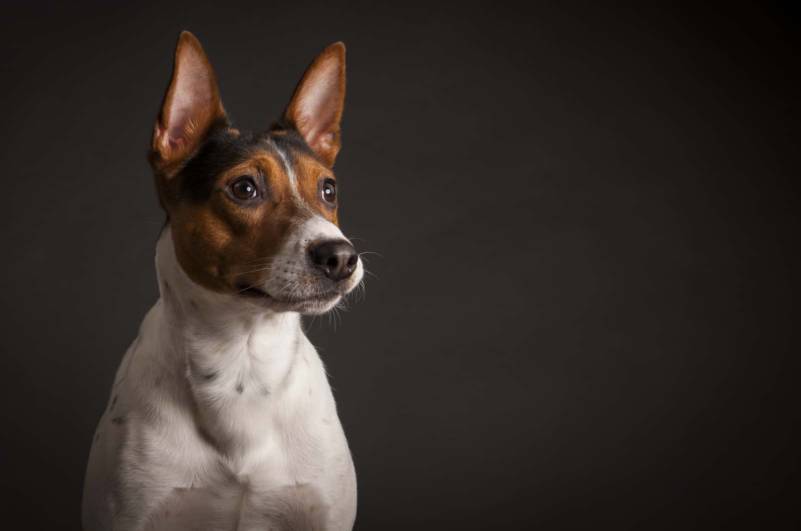 rat terrier dog photographed 