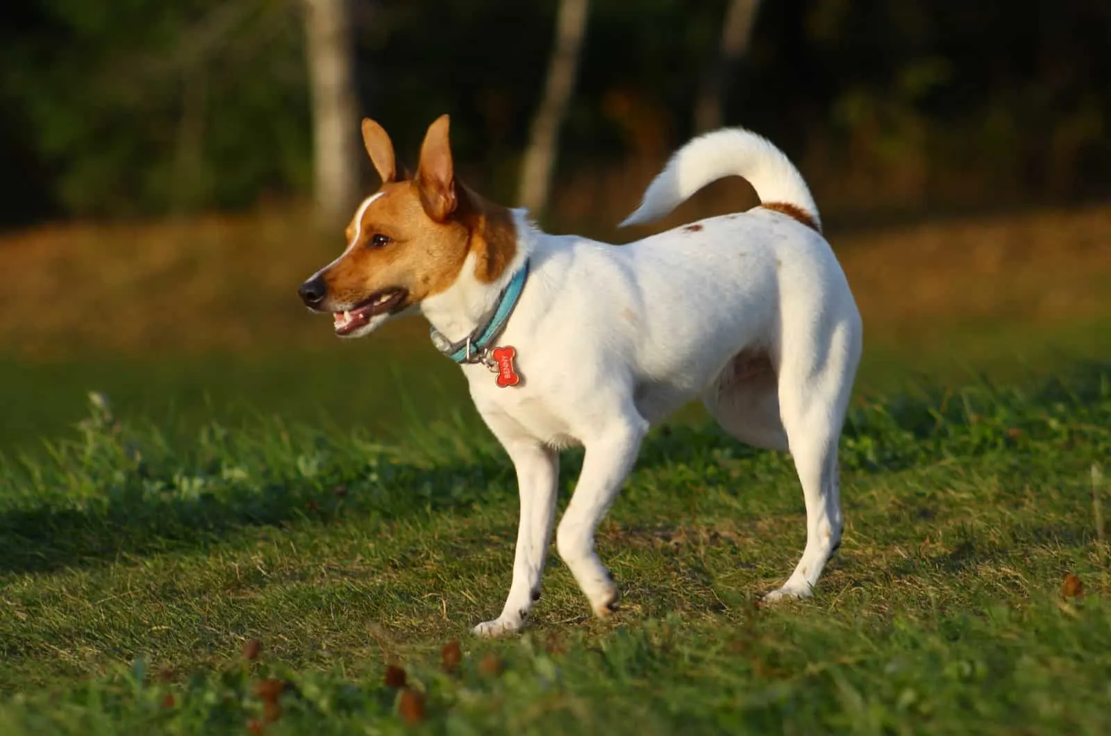 Toy Rat Terrier A Small Dog With