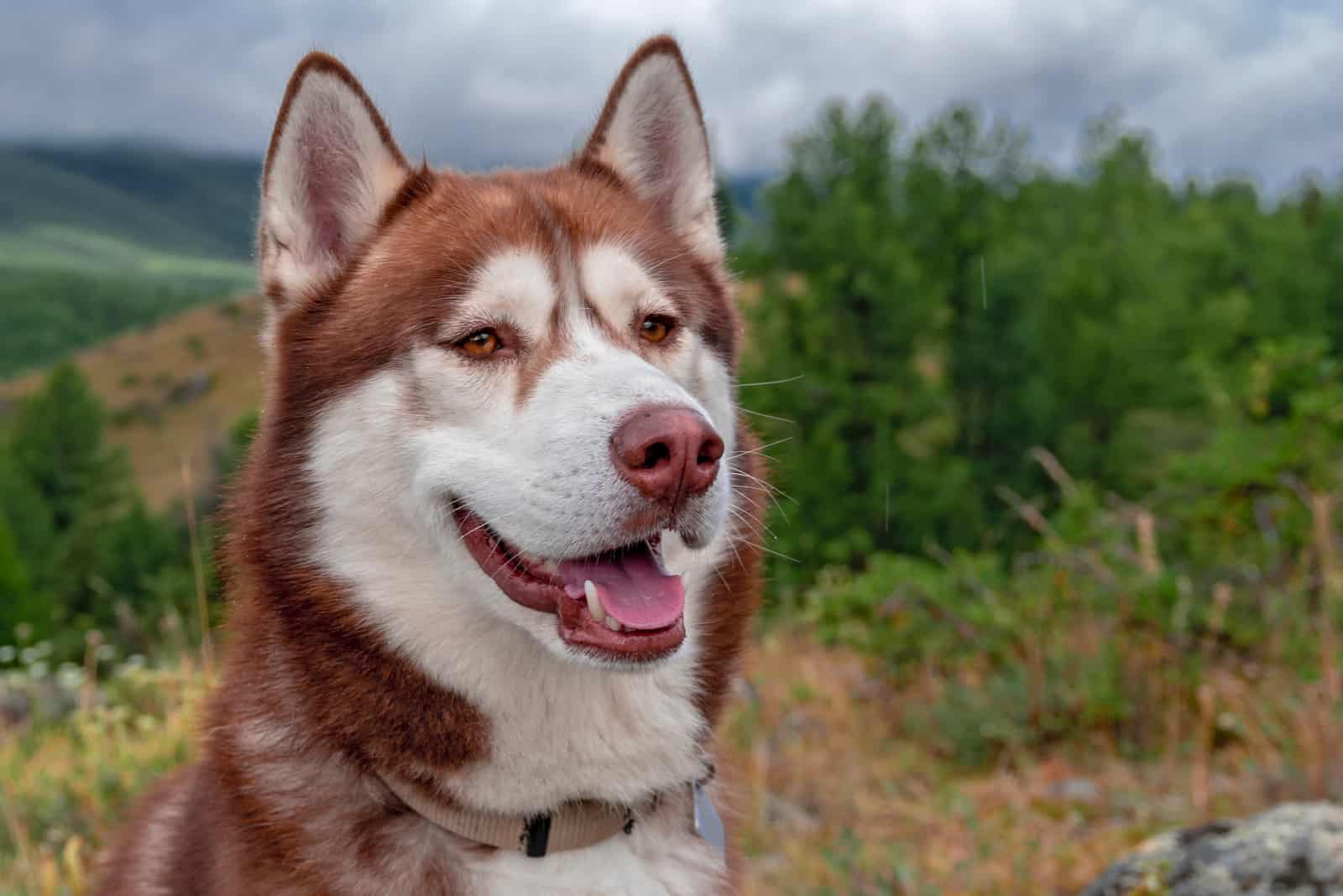red Siberian husky dog in misty mountains