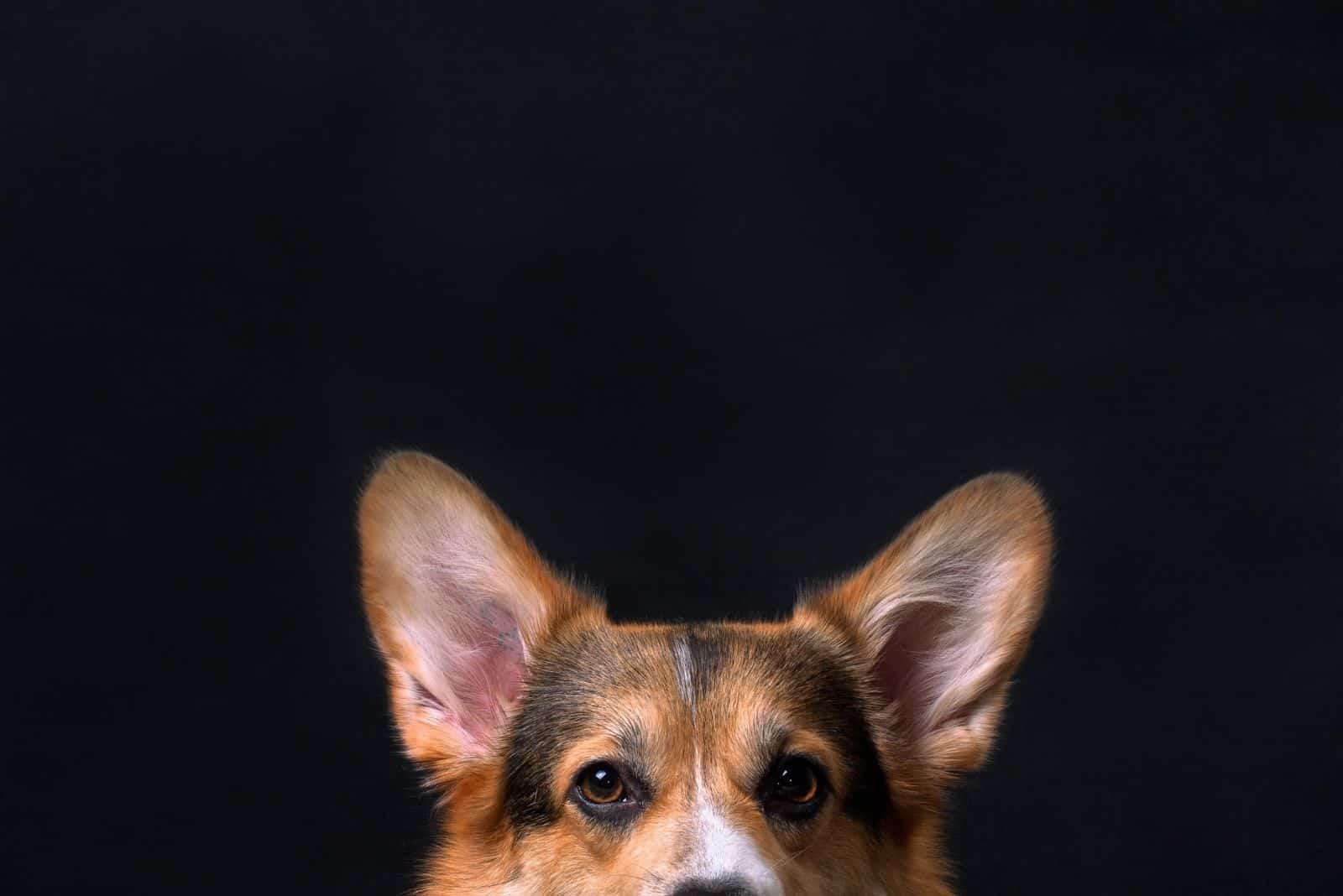 red and white welsh corgi mixed with dachshund
