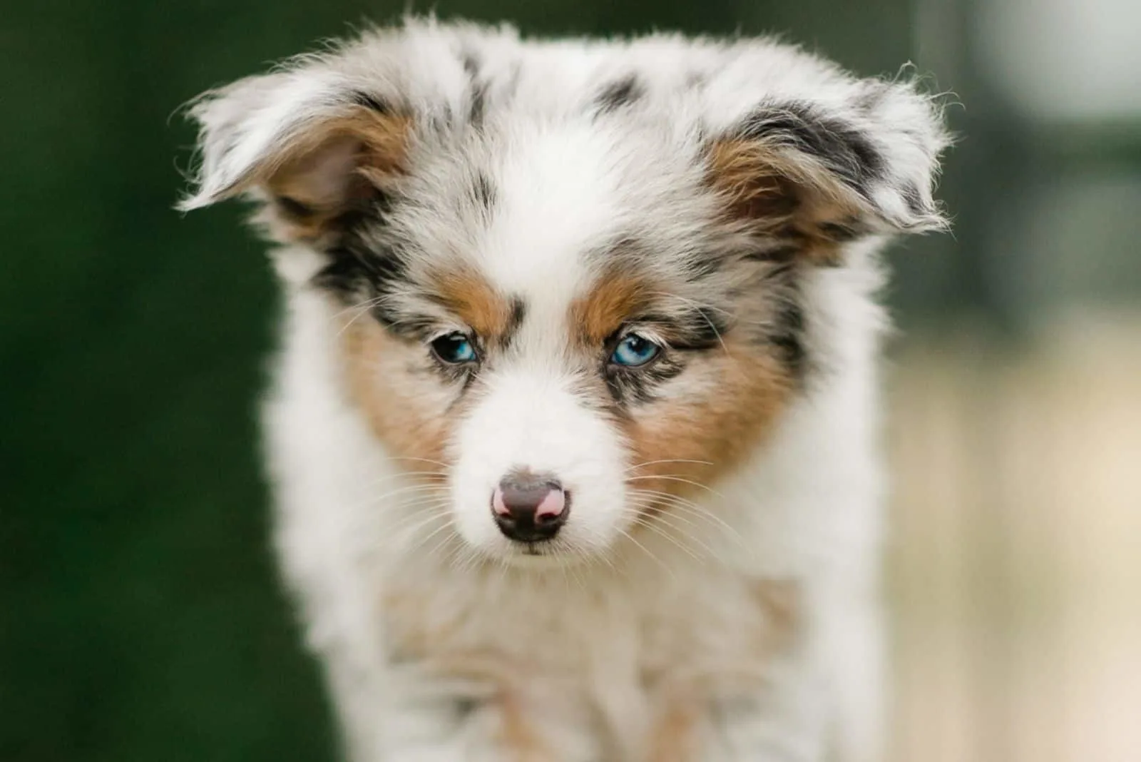 Puppy Prep: Collar Size for a Toy Aussie — Toy Australian