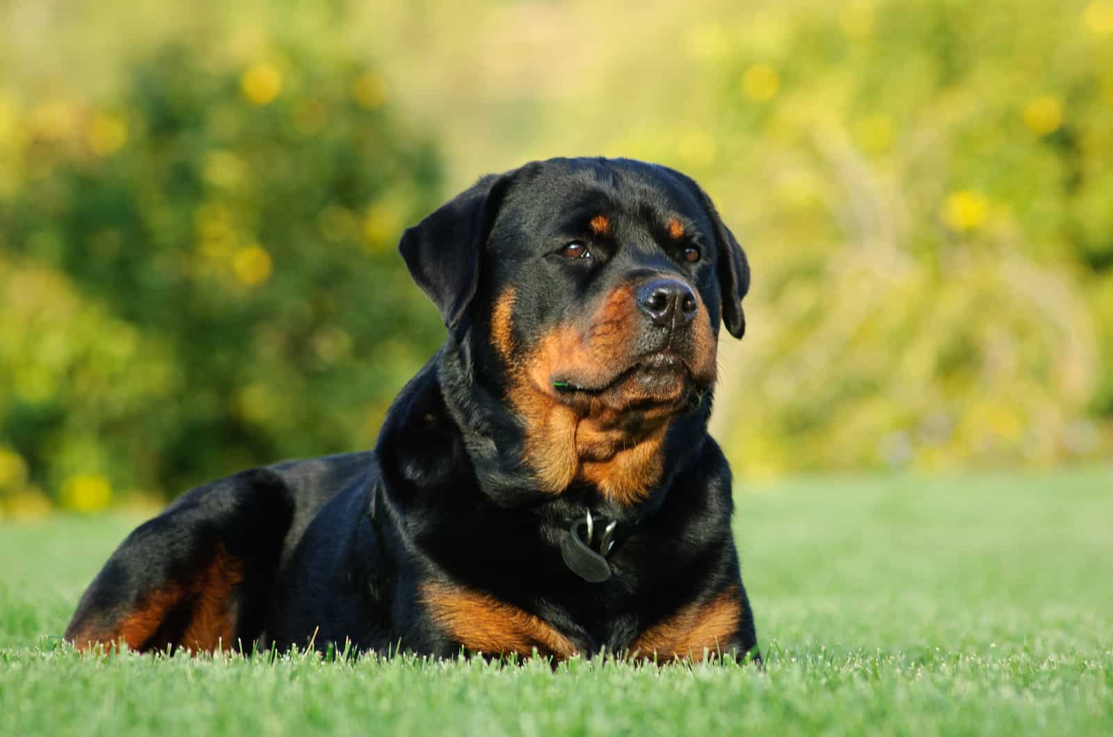 rottweiler dog sitting on grass 