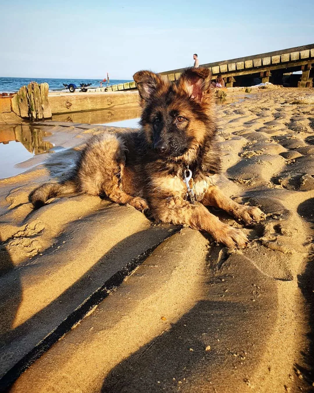 sable german shepherd dog on the beach