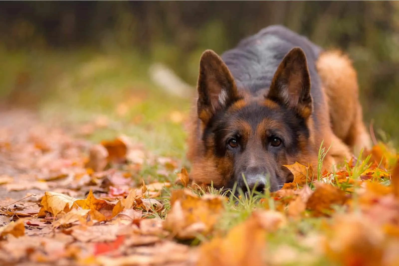 sad German shepherd lies in the path of the leaves in autumn forest
