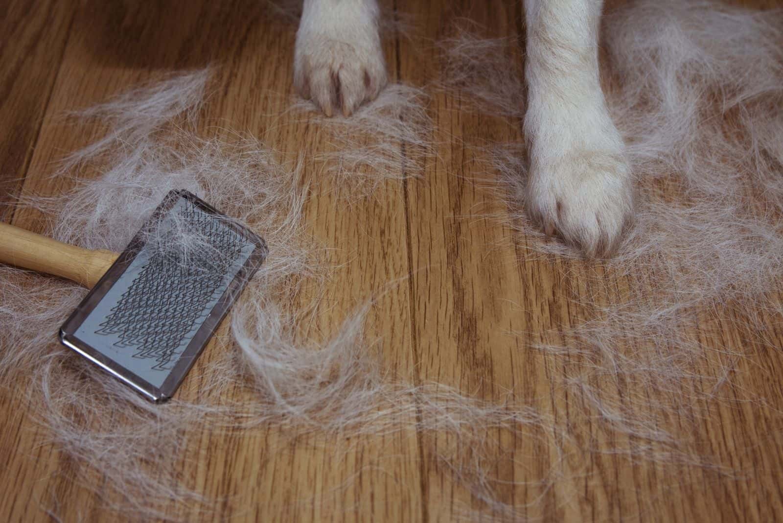 shedding dog's hair with a brush and feet of the dog on the floor