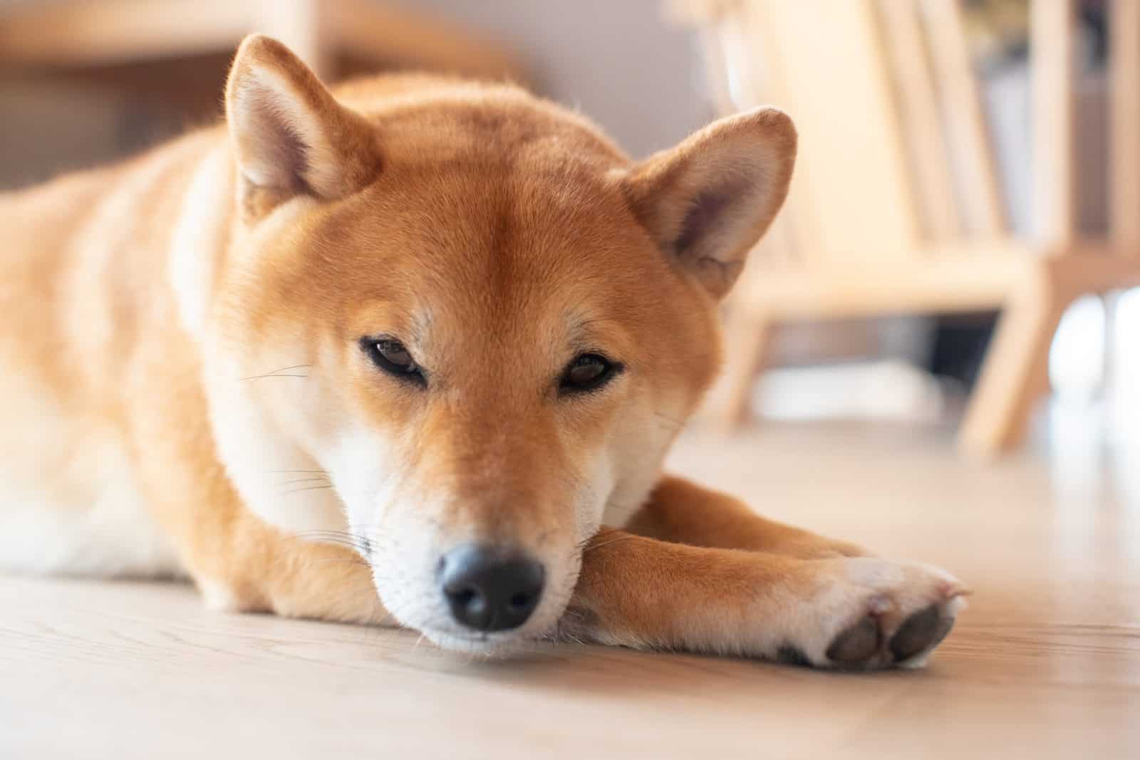 shiba inu dog