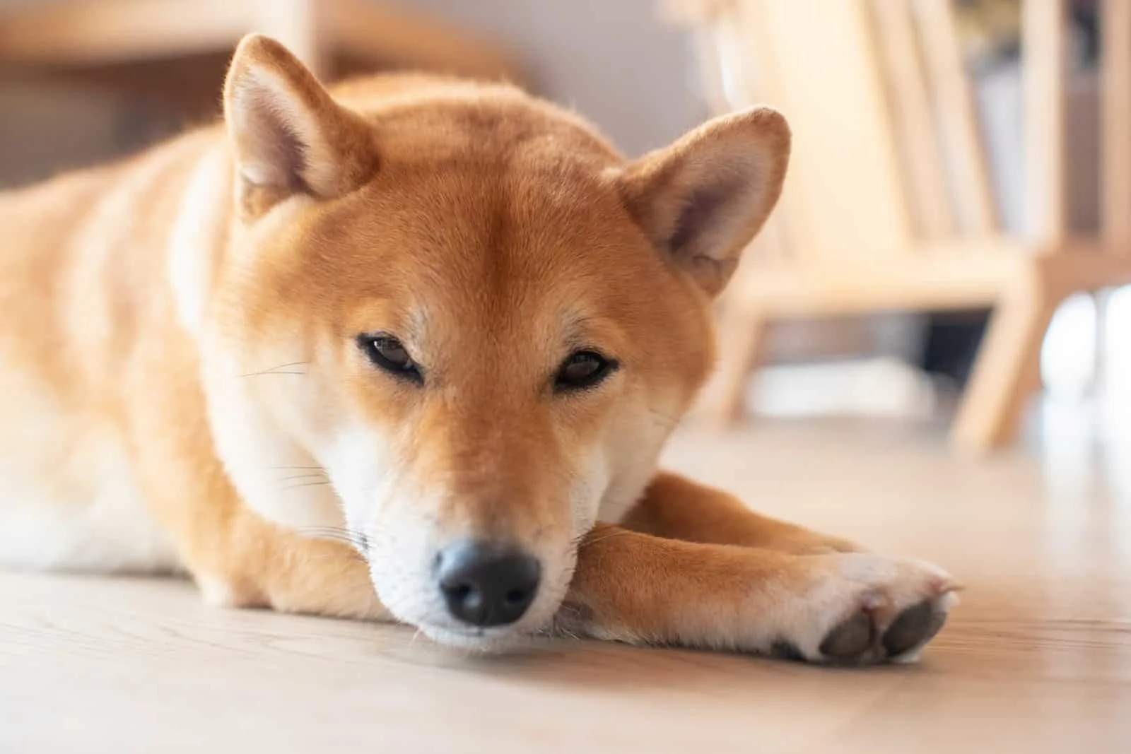 20 Cute Anime Dog Names For Your Pooch: Do Names Matter? 20 Cute Anime Dog Names For Your Pooch: Do Names Matter?