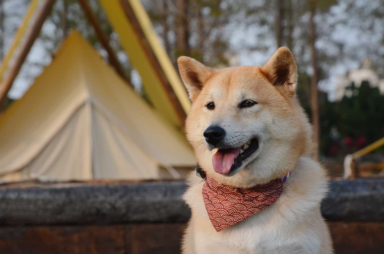 shiba inu in front of a tent