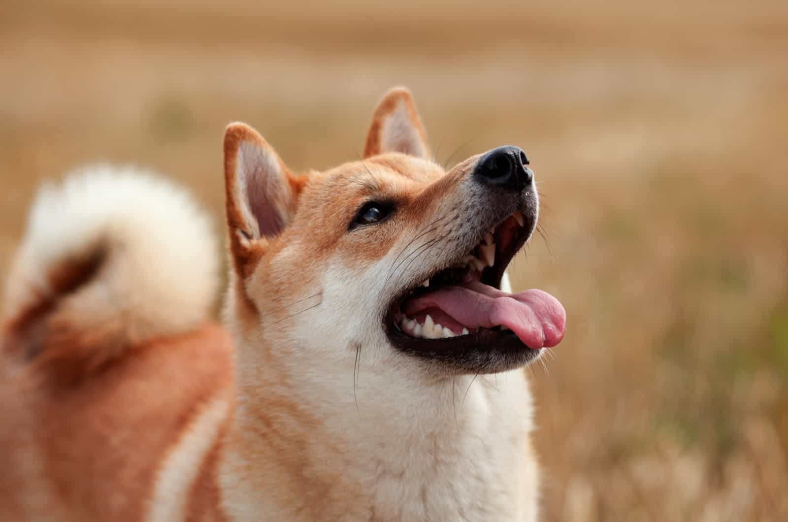 shiba inu looking up