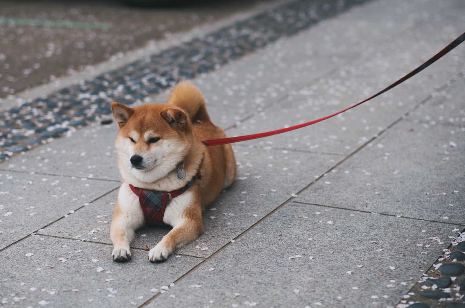 shiba inu on a leash