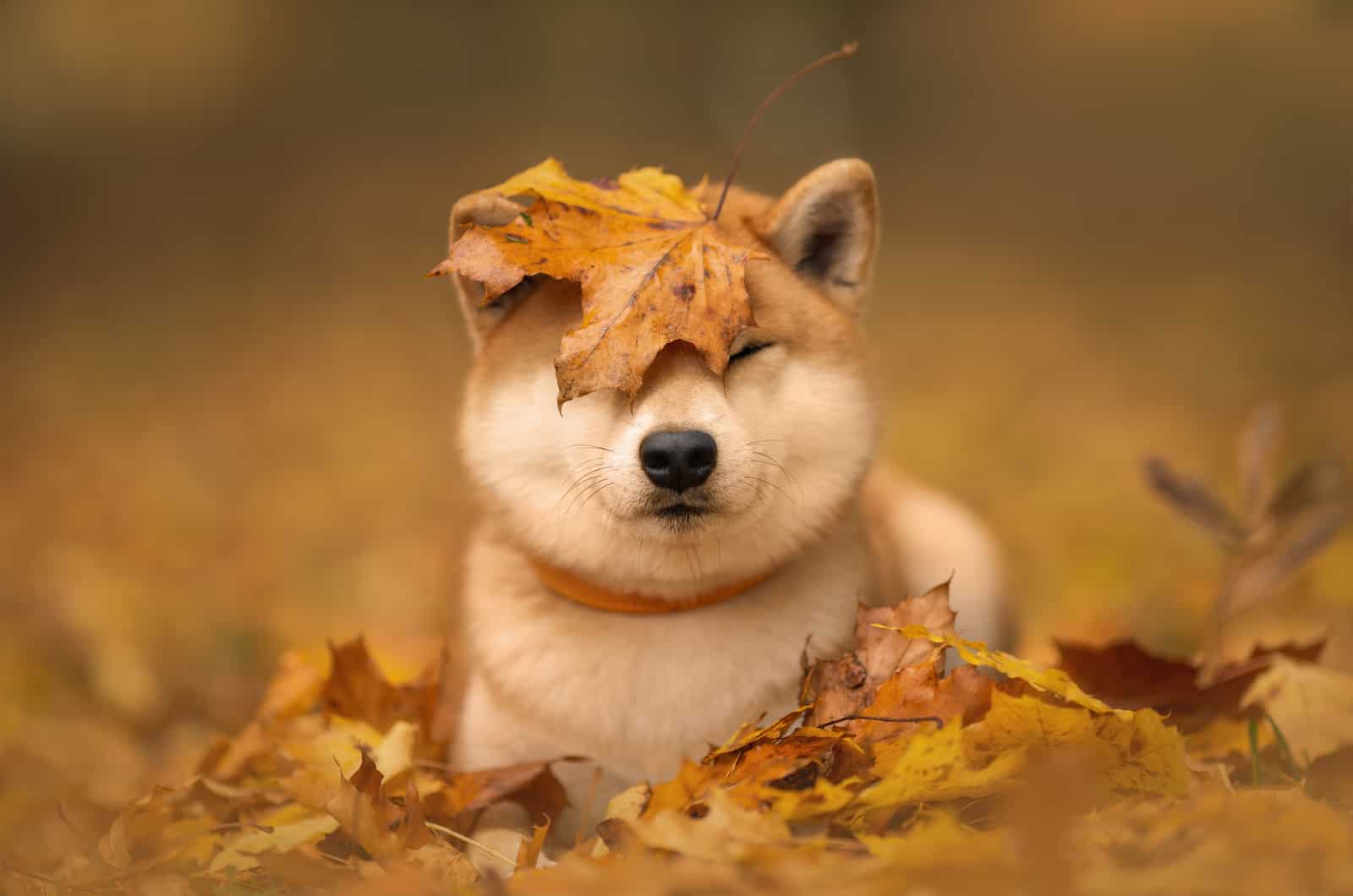 shiba inu playing with autumn leaves