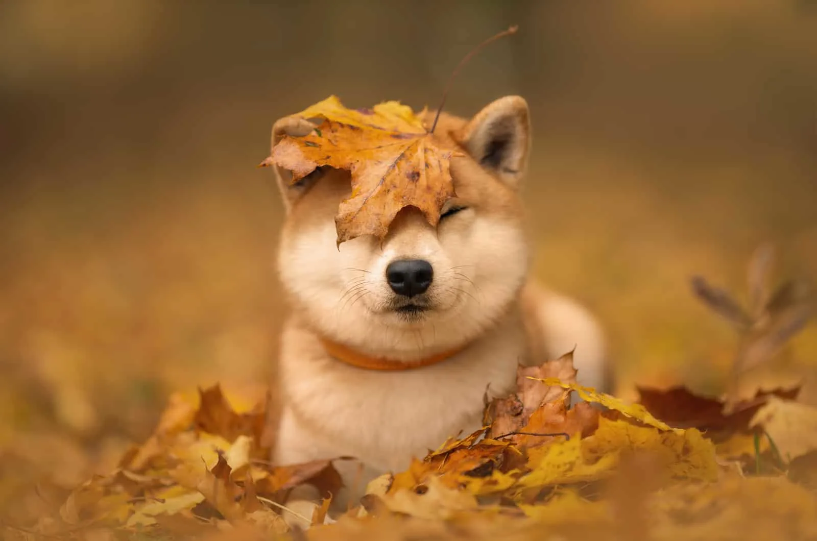shiba inu playing with autumn leaves