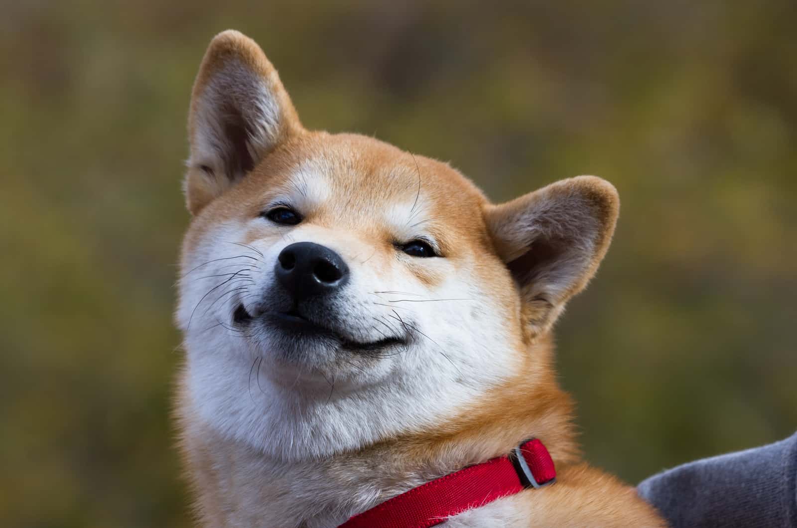 shiba inu smiling