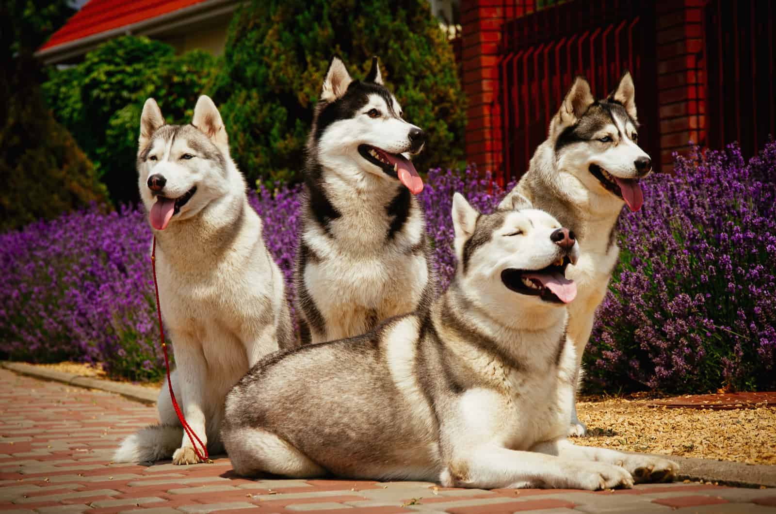 siberian husky breed dogs