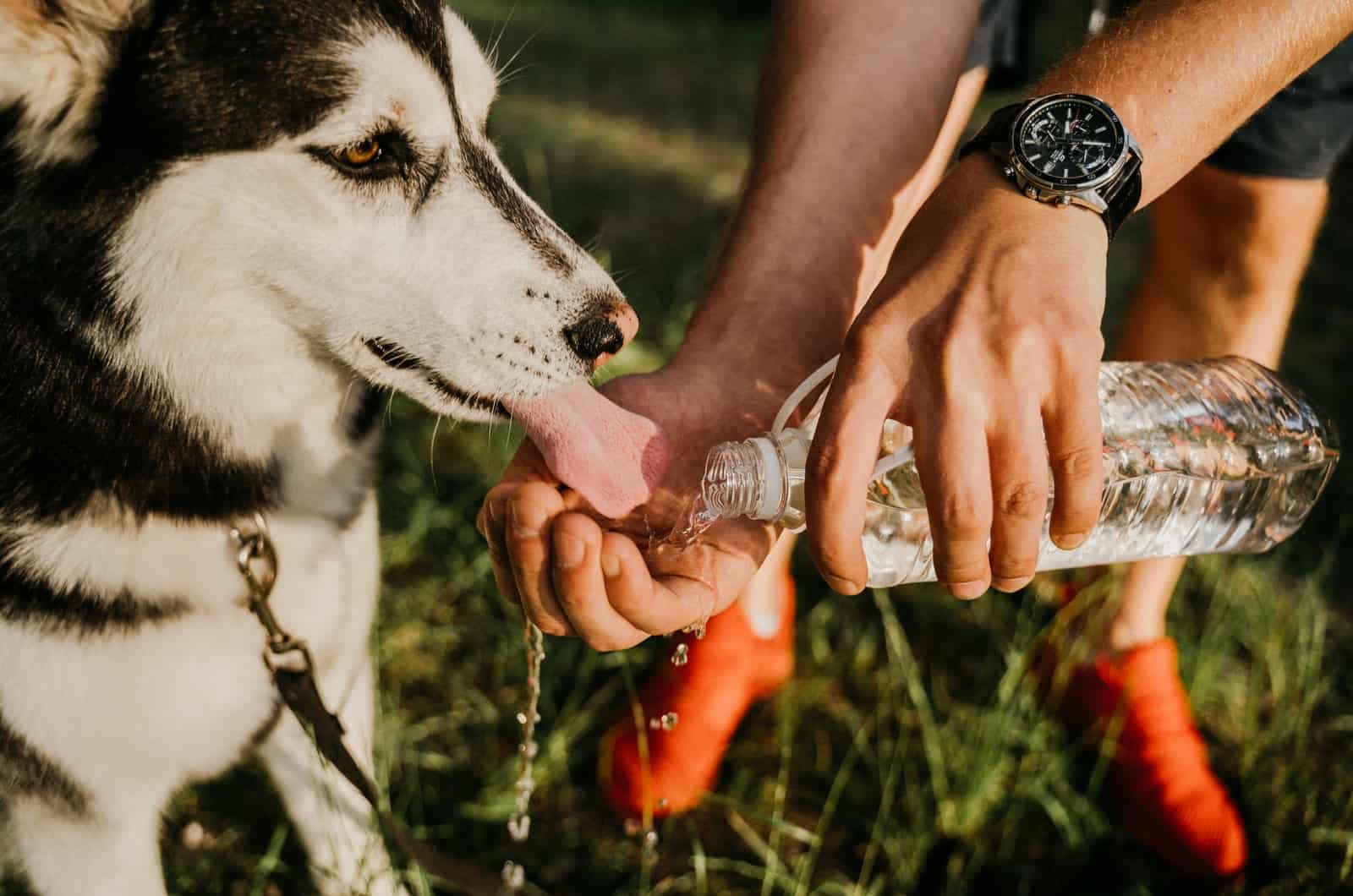 siberian husky dog drinking water 