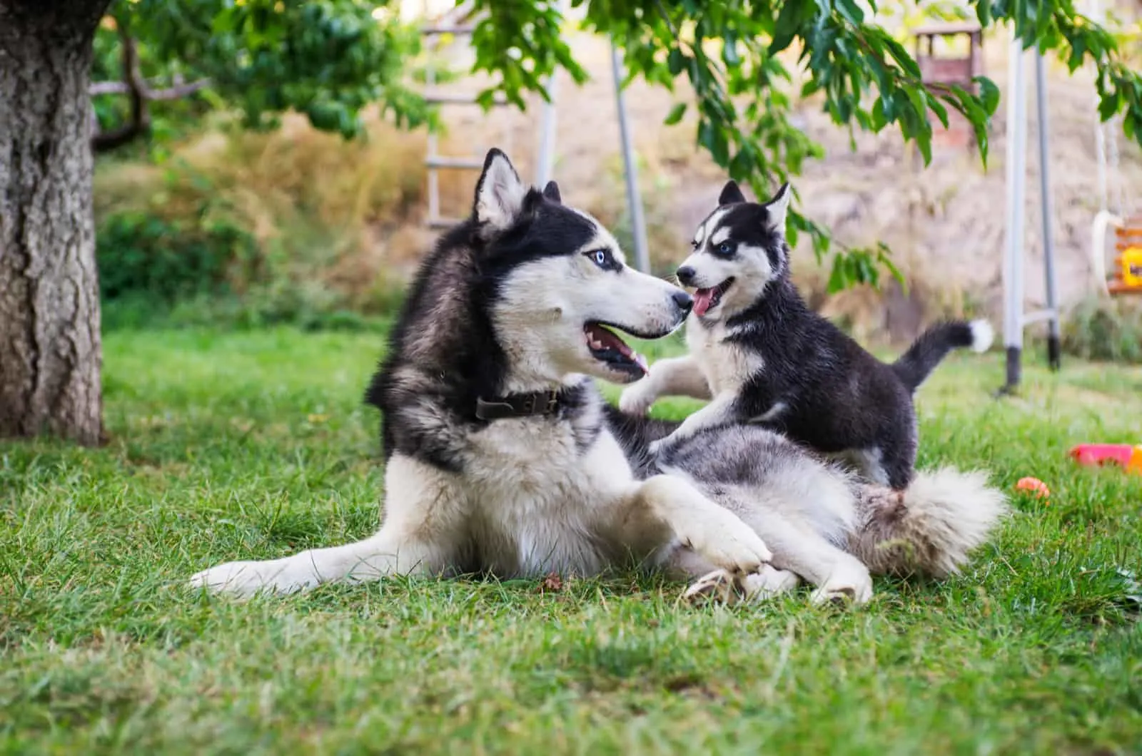 siberian husky dog playing with puppy