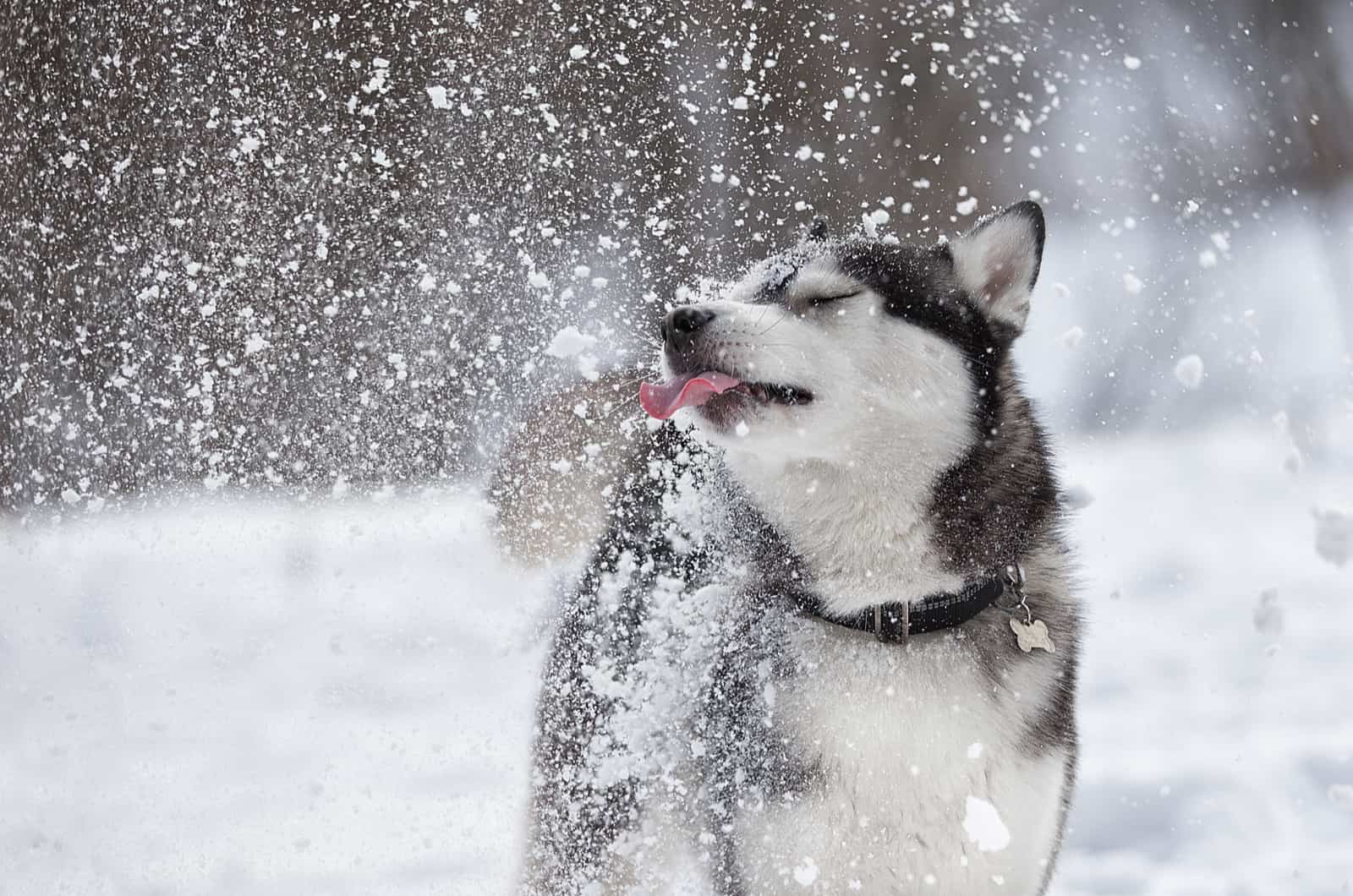 siberian husky enjoying the snow