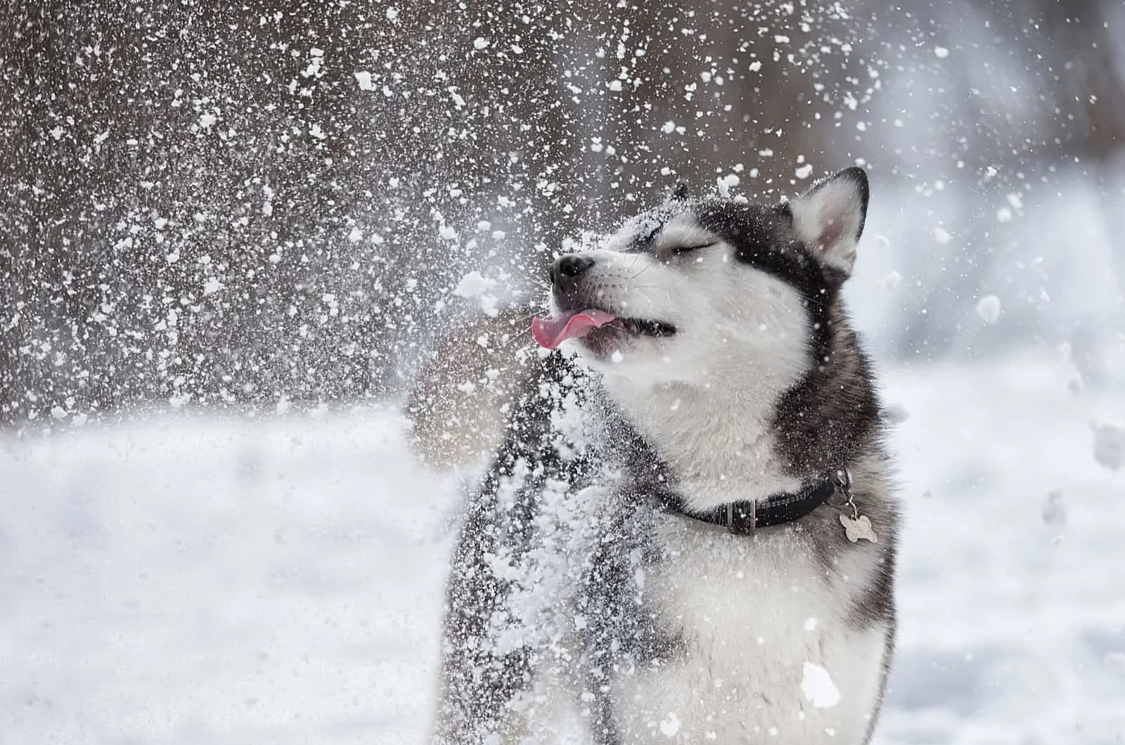 siberian husky enjoying the snow