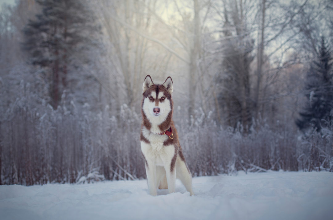 10 Best Collars For Huskies Reviews And Top Picks